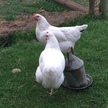 فيلا فرومفي Brookover Farm المظهر الخارجي الصورة